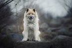 sitting Eurasian Dog
