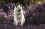 sitting Eurasian Dog