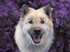 Eurasian Dog portrait