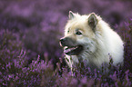 Eurasian Dog portrait