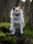 sitting Eurasian Dog