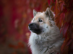 Eurasian Dog portrait