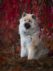 sitting Eurasian Dog