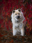 sitting Eurasian Dog