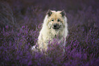 Eurasian Dog in the heath