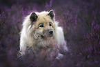 Eurasian Dog in the heath