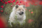 Eurasian Dog portrait