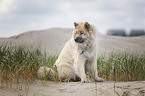 sitting Eurasian Dog