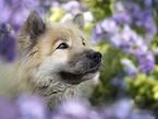 Eurasian Dog portrait