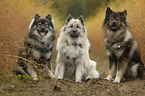 3 Eurasian Dogs