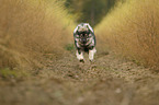 running Eurasian Dog