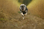 running Eurasian Dog