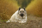 lying Eurasian Dog