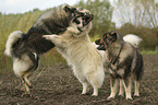 3 Eurasian Dogs