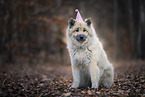 sitting Eurasian Dog