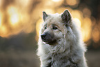 Eurasian Dog Portrait