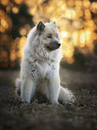 sitting Eurasian Dog