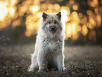 sitting Eurasian Dog