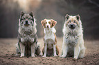 Eurasian Dog and Nova Scotia Duck Tolling Retriever