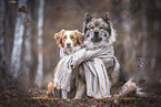 Eurasian Dog and Nova Scotia Duck Tolling Retriever