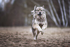 running Eurasian Dog