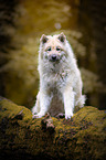 sitting eurasian dog