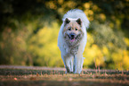 walking eurasian dog