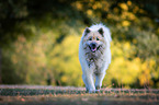 walking eurasian dog