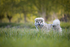 eurasian dog puppy