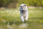 eurasian dog puppy