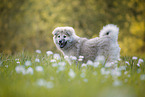 eurasian dog puppy