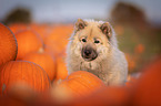 eurasian dog portrait