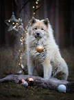 sitting eurasian dog