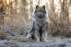 sitting eurasian dog