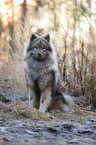 sitting eurasian dog