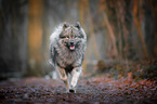 running eurasian dog