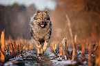 running eurasian dog