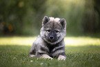 eurasian puppy