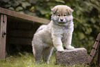 eurasian puppy