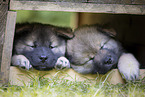 2 eurasian puppies