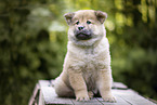 eurasian puppy