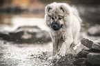 Eurasian dog puppy