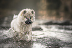 Eurasian dog puppy