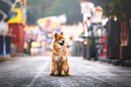 Eurasier