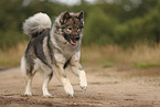 Eurasier
