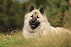 Eurasier