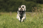 Eurasier