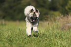 Eurasier