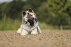 Eurasier