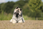 Eurasier